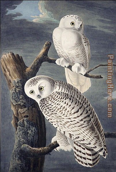 Snowy Owl painting - John James Audubon Snowy Owl art painting